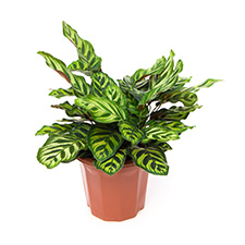 Calathea
