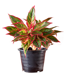 Chinese Evergreen