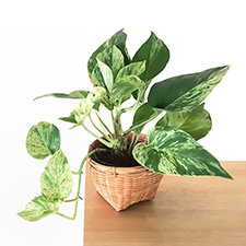 Pothos