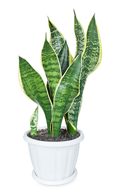Snake Plant