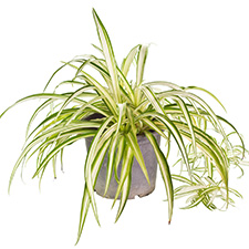 Spider Plant